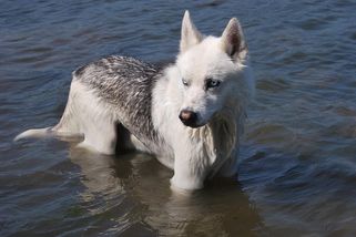 Mastné pokuty i za maličkosti: Situace